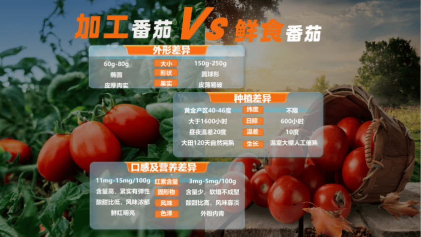 做了20年出口，中国番茄产业在国内市场开启第二次生长